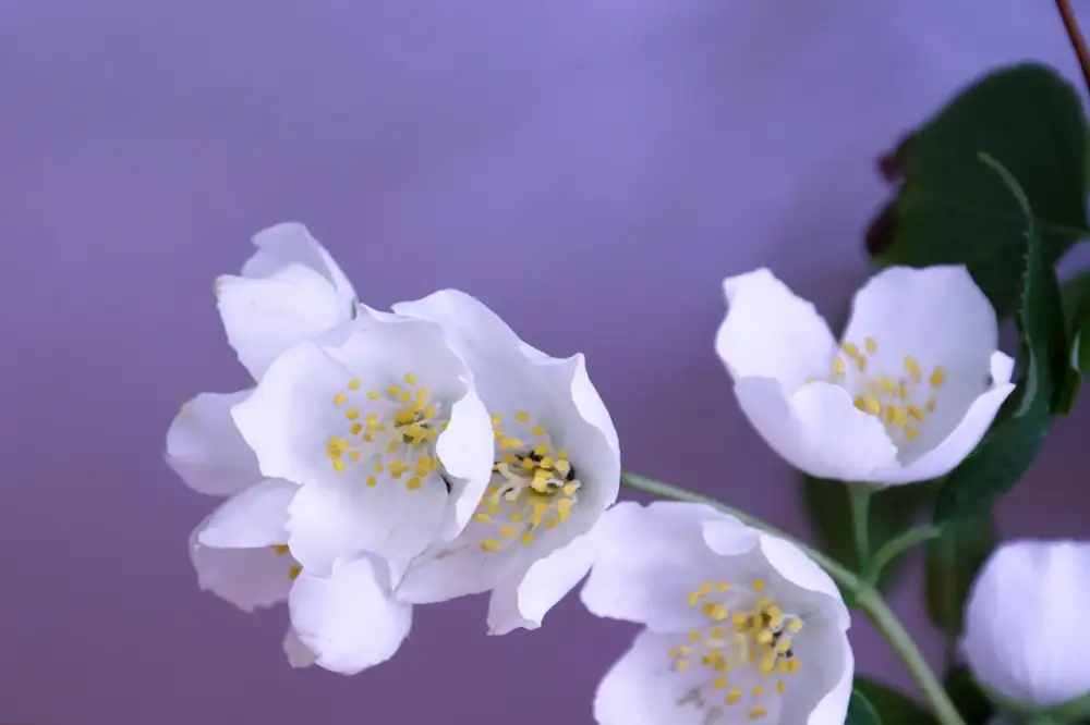 Caldrea Pear Blossom Agave